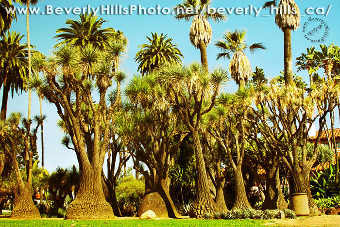 Beverly_Hills_desert_garden