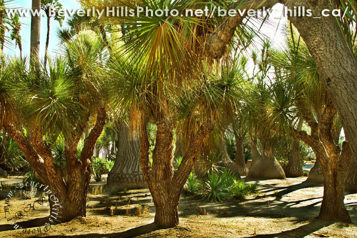 Beverly_Hills_desert_garden_2