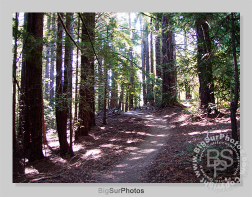 Redwood Grove