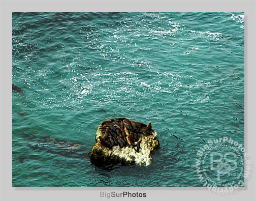 Seal Rock