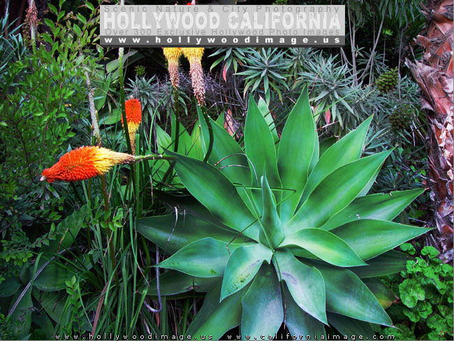 Hollywood-hills-plants-1