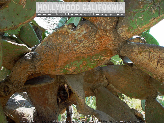 Hollywood-hills-plants-cacti-1