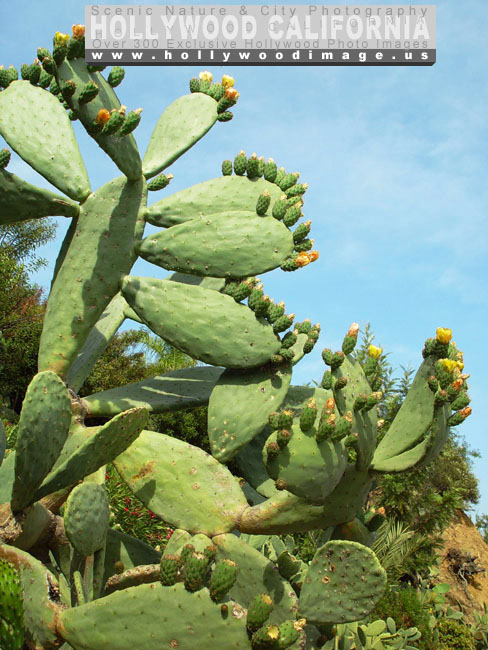 Hollywood-hills-plants-cacti-4