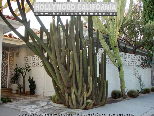 Hollywood-hills-plants-cacti-5