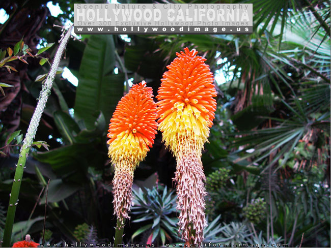 Hollywood-hills-plants