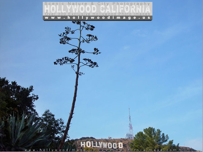 Hollywood-sign-and-plant