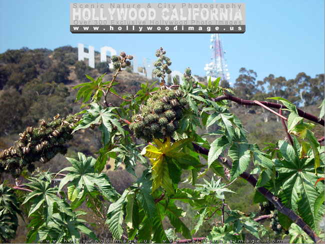 Hollywood-sign-letters-2