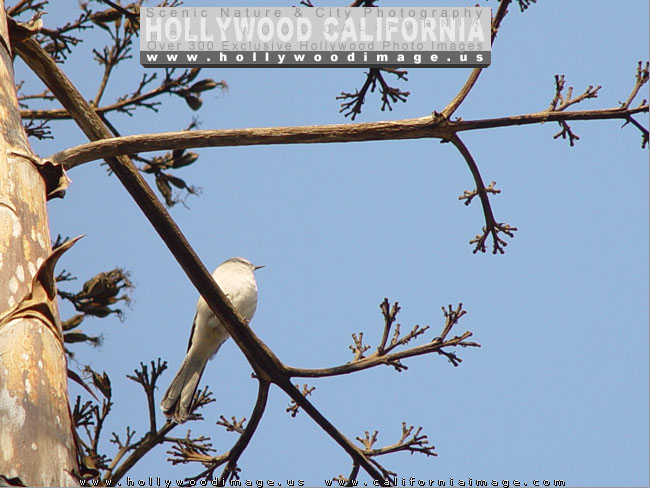 Hollywood_hills_bird-1