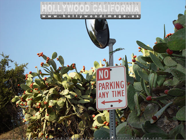 Hollywood_street_sign