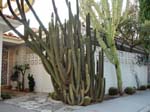 Hollywood-hills-plants-cacti-5
