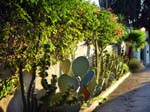 Hollywood_Hills_Street-2