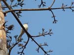 Hollywood_hills_bird-2