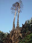 Hollywood_hills_plants-2-2