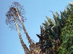 Hollywood_hills_plants-2