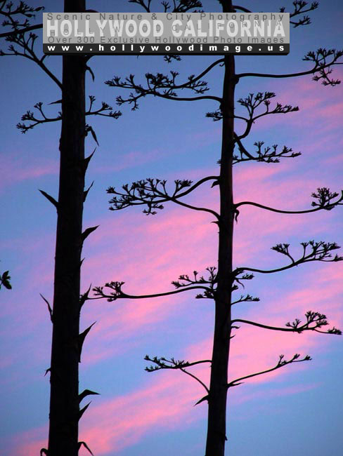 Hollywood-hills-sunset-flora-1