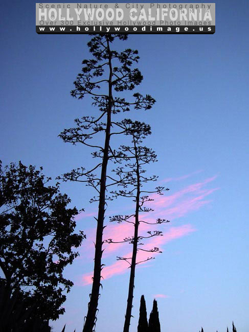 Hollywood-hills-sunset-flora-2