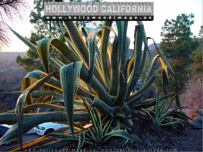 Hollywood-hills-sunset-flora-3