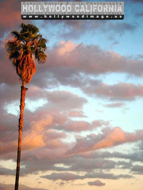 Hollywood-hills-sunset-palm-and-clouds
