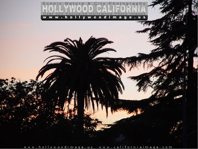 Hollywood-hills-sunset-palm