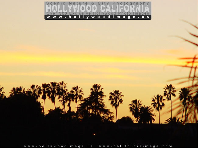 Hollywood-hills-sunset-palms