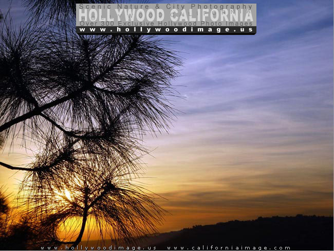 Hollywood-hills-sunset-pine-view