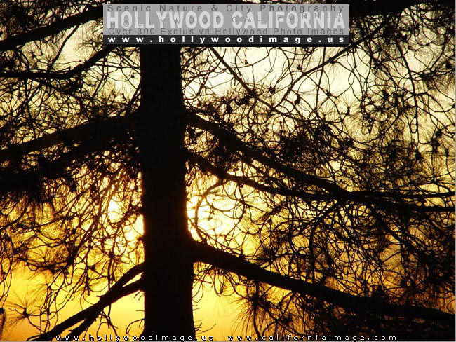 Hollywood-hills-sunset-pine