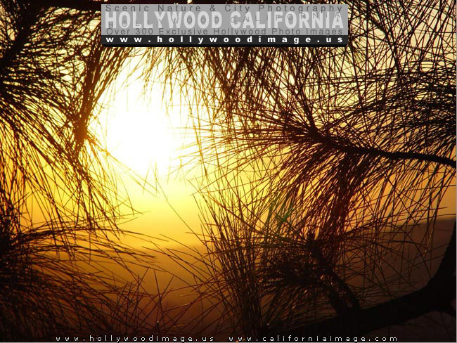 Hollywood-hills-sunset-pines