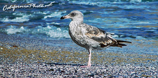 Seabird