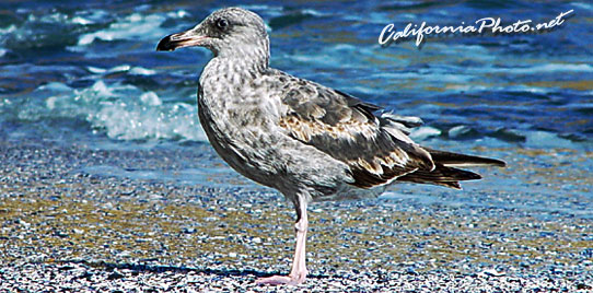 Seabird