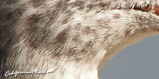 Seabird