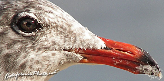 Seabird