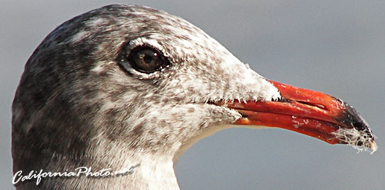 Seabird