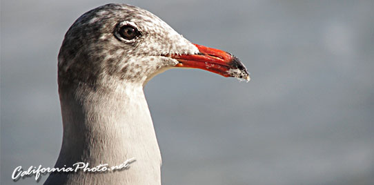 Seabird