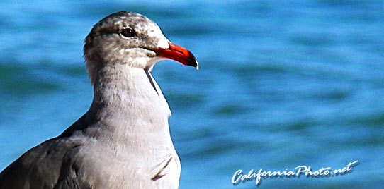 Seabird
