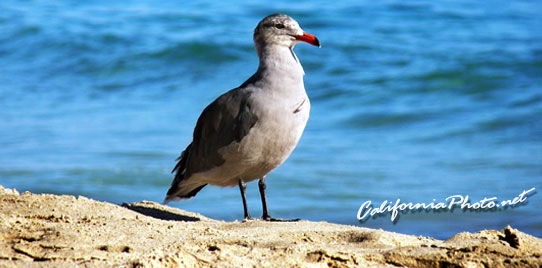 Seabird