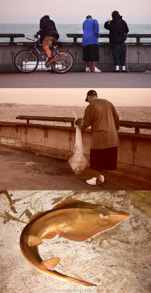 Big Fish