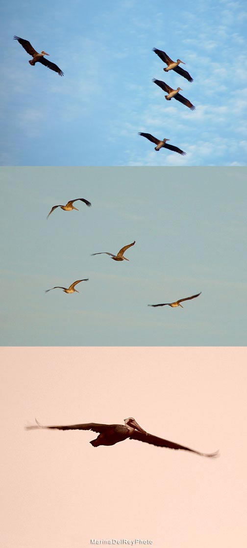 Flying Pelicans