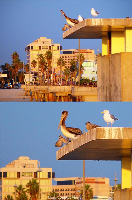 Pelicans