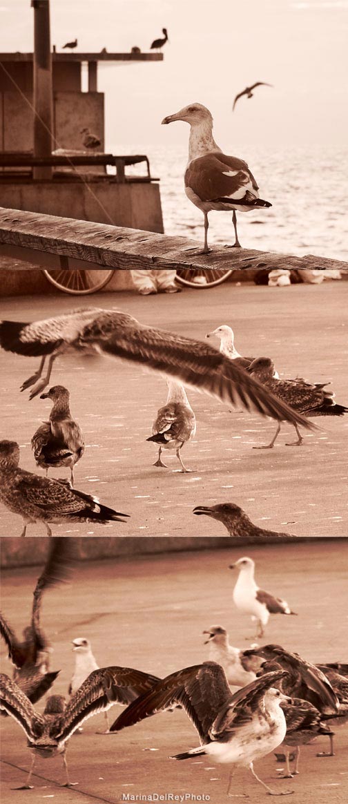 Pier Birds