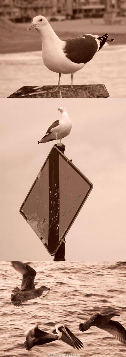 Sea Birds