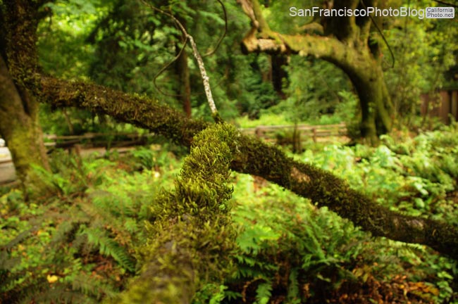 muir-woods-2