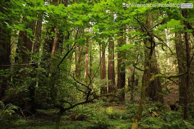 muir-woods-4