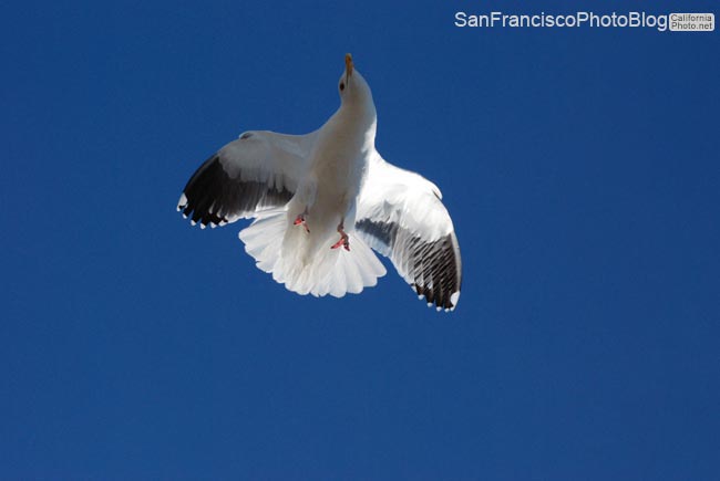seagull-san-francisco
