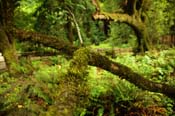 muir-woods-2