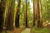 zmuir-woods-3