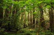 muir-woods-4
