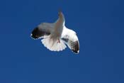 seagull-san-francisco