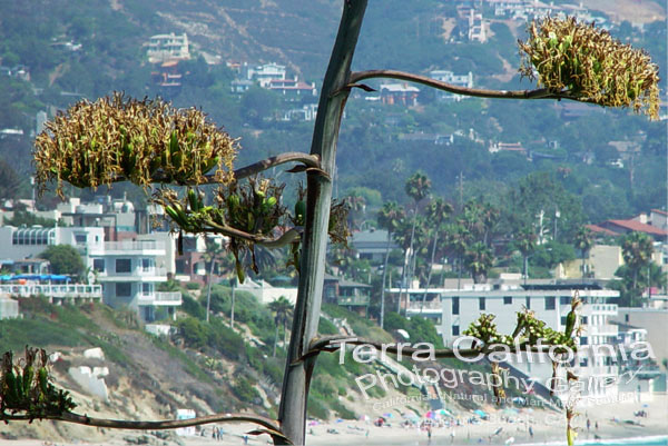 Laguna