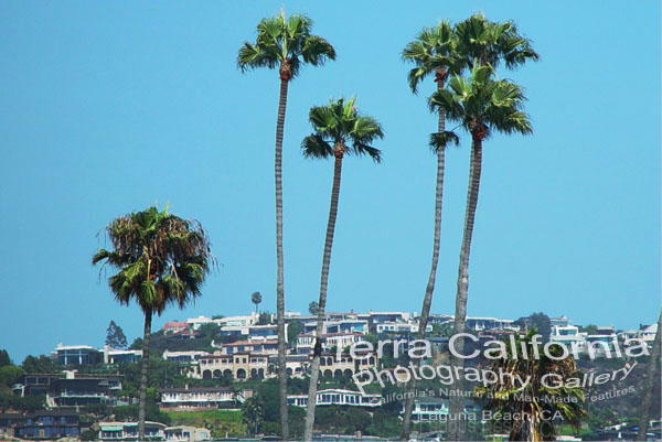 Laguna