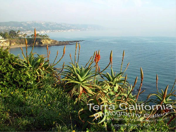 Laguna